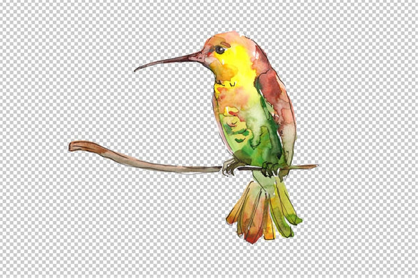 Hummingbird bird family watercolor png Flower