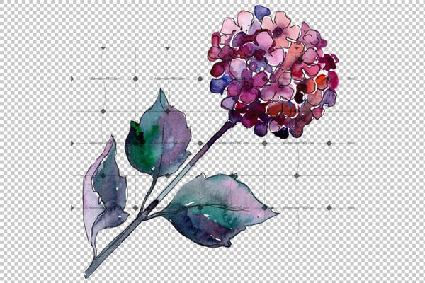 Hydrangea Purple And Blue Png Watercolor Set Flower
