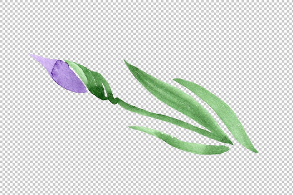 Iris bearded blue watercolor png Flower