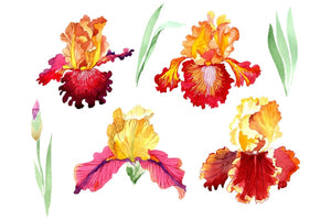 Iris plant Bold encounter watercolor png Flower