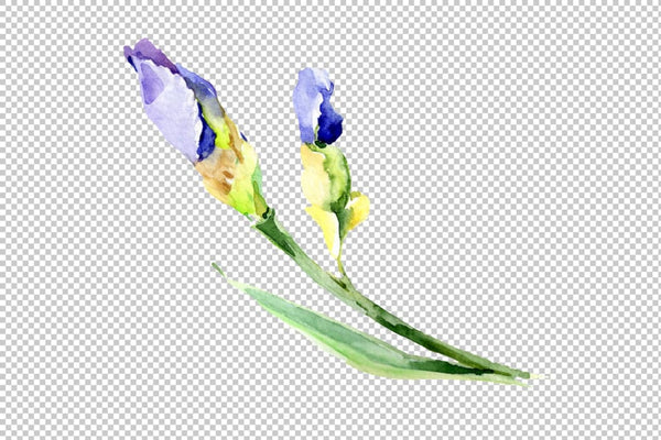 Irises blue Summer sky watercolor png Flower