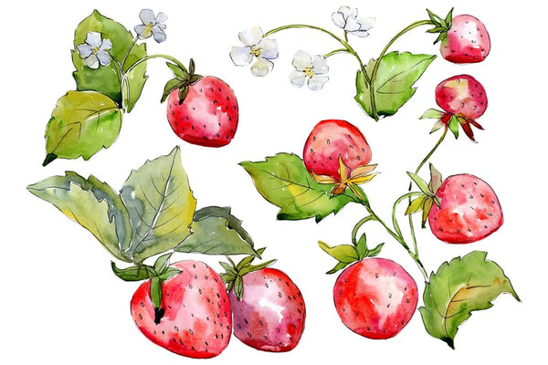Juicy strawberry watercolor png Flower