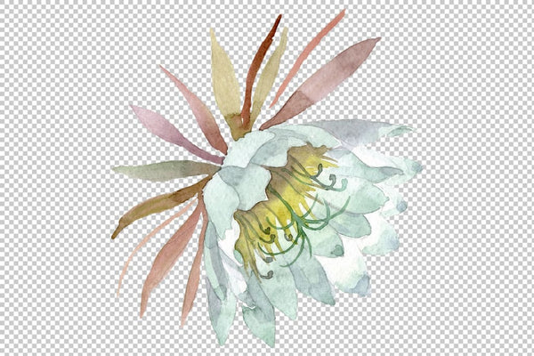 Kadupul watercolor png Flower