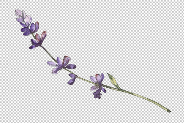 Lavender Watercolor png Flower