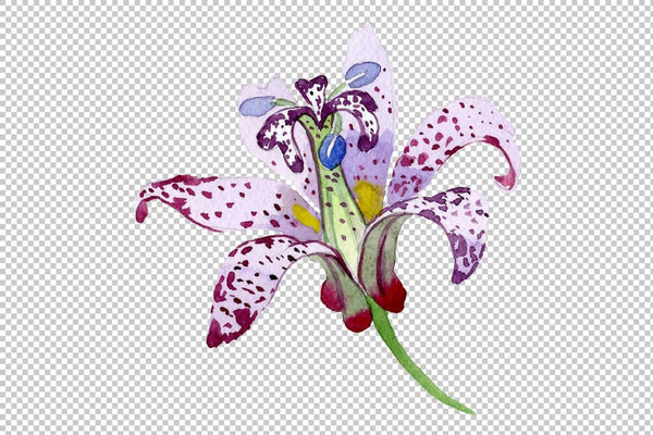 Lily toad watercolor png Flower