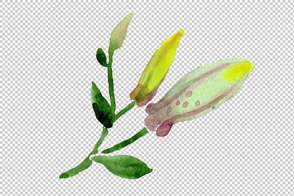 Lily toad watercolor png Flower