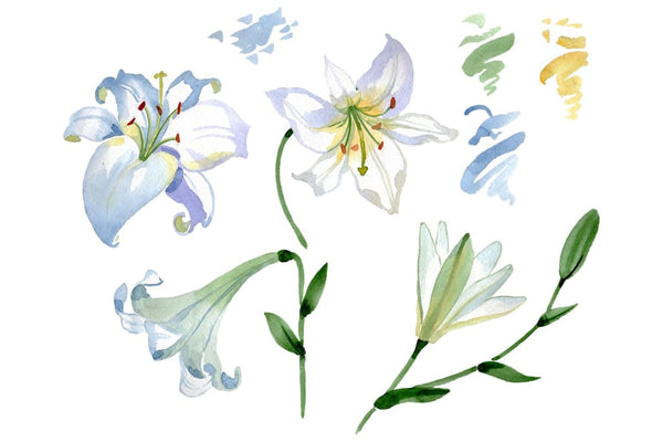 Lily white gift of nature watercolor png Flower