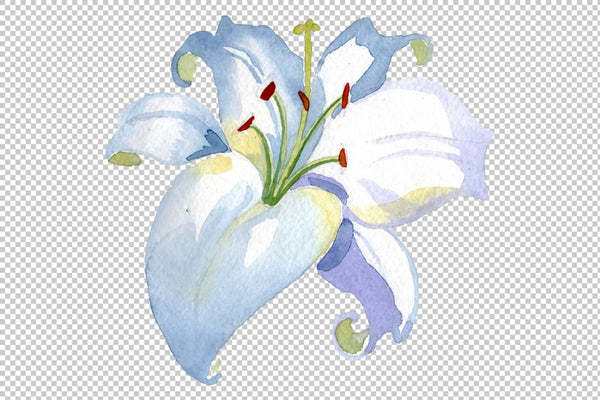 Lily white gift of nature watercolor png Flower
