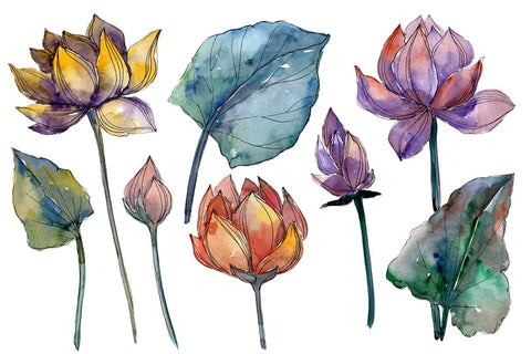 Lotus flower Watercolor png Flower