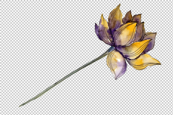 Lotus flower Watercolor png Flower
