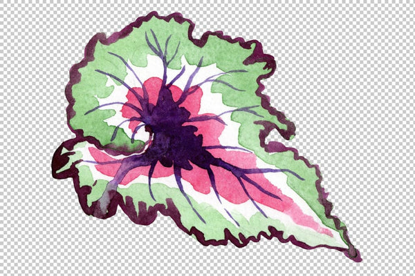 Nautilus-leaf begonia Watercolor png Flower