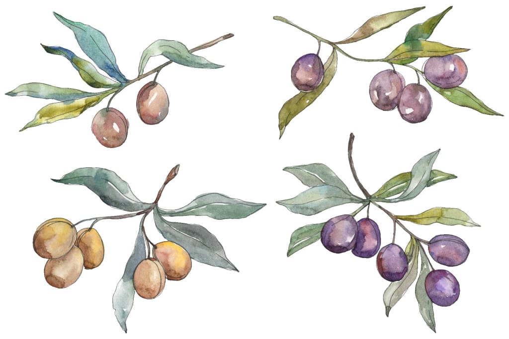 Olives 2 Watercolor png Flower