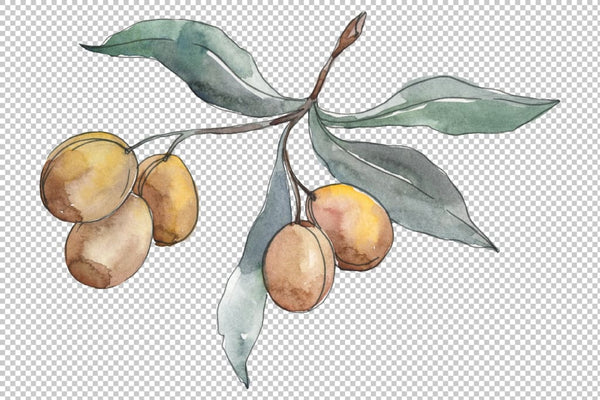 Olives 2 Watercolor png Flower