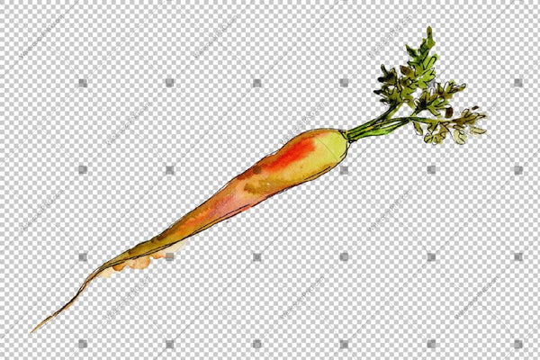 Orange Carrot Png Watercolor Vegetables Set Digital