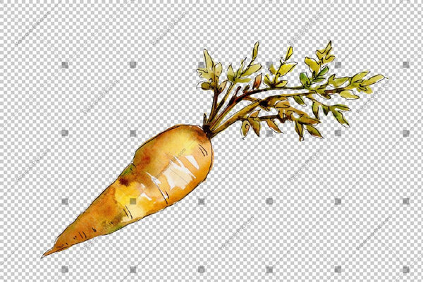 Orange Carrot Png Watercolor Vegetables Set Digital