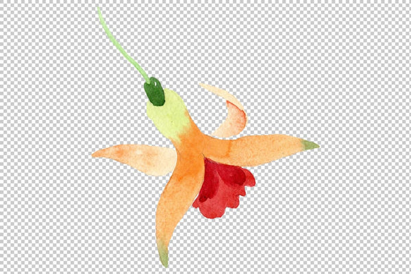 Orange Fuchsia Watercolor png Flower