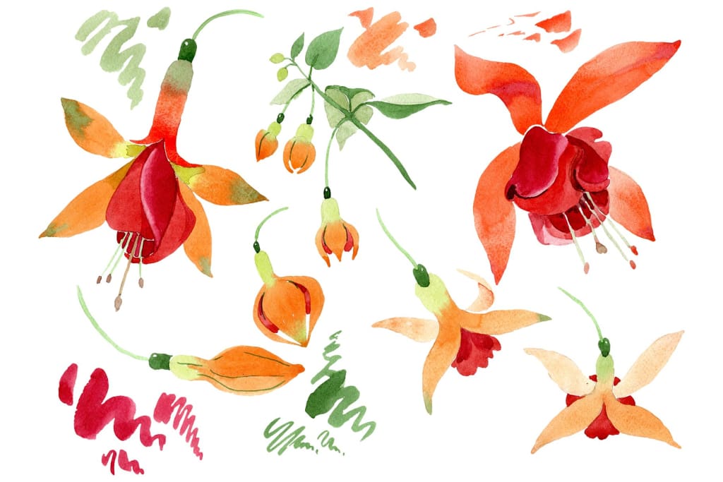 Orange Fuchsia Watercolor png Flower