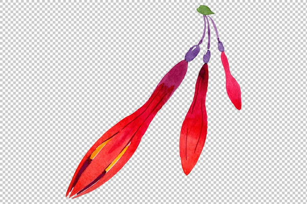 Orange-red Fuchsia watercolor png Flower