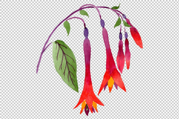 Orange-red Fuchsia watercolor png Flower