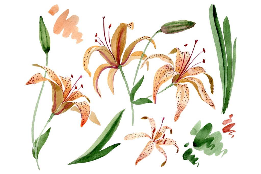 Orange spotted lily watercolor png Flower