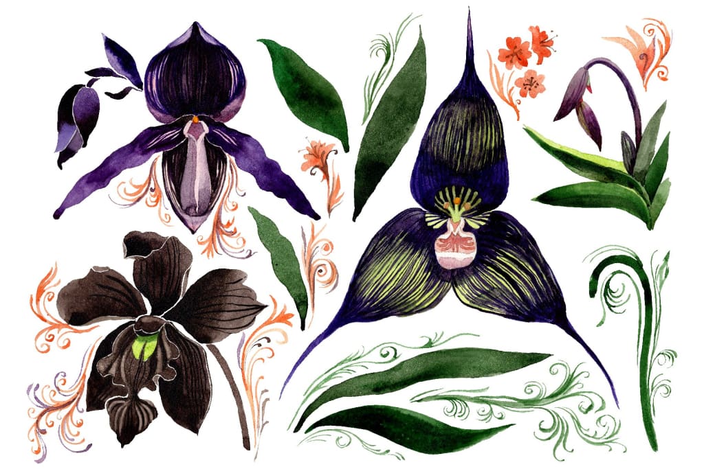 Orchid black Watercolor png Flower