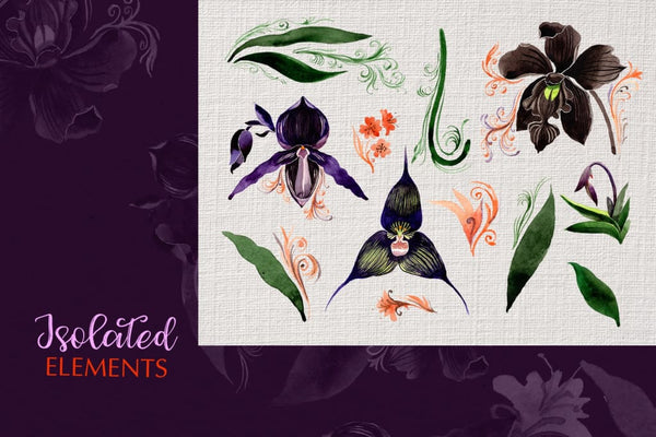 Orchid black Watercolor png Digital