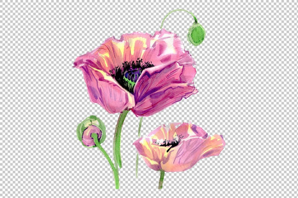 Original poppy Watercolor png Flower