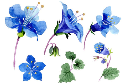 Phacelia bellflower blue flower Watercolor png Flower