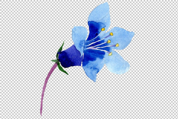 Phacelia bellflower blue flower Watercolor png Flower