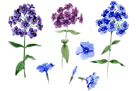 Phlox blue watercolor png Flower