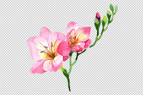 Pink Freesia flower Watercolor png Flower