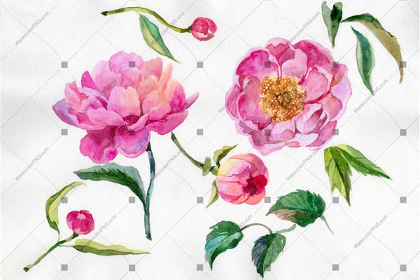 Pink Peony Camellia Watercolor Flower Png Flower