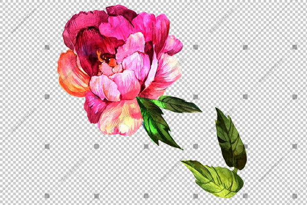 Pink Peony Watercolor Flower Png Flower