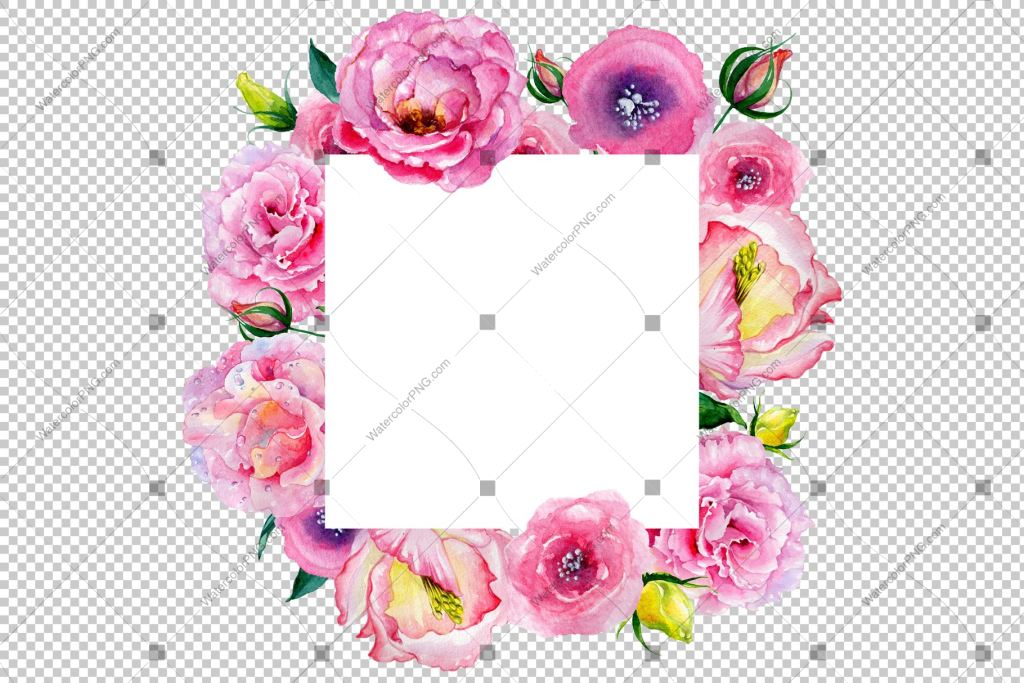 Pink Rose Frame Png Watercolor Flowers Design