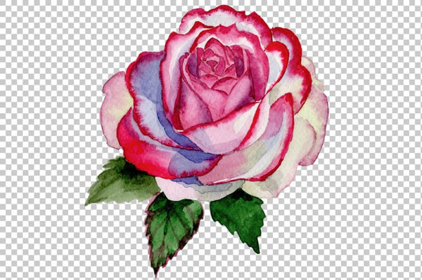Pink rose good morning watercolor png Flower