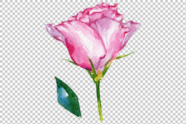 Pink Rose Strength of love watercolor png Flower