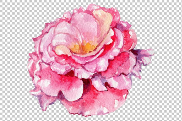 Pink Rose Strength of love watercolor png Flower