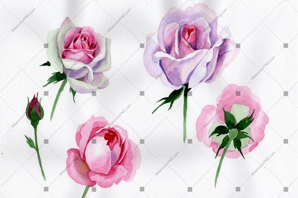 Pink Rose Watercolor Flower Png Flower