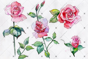 Pink Rose Wildflower Flower In A Hand-Drawn Watercolor Png Style Isolated Flower