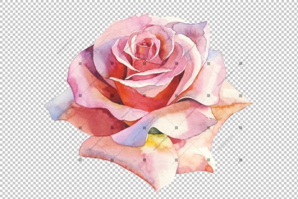 Pink Roses Realistic Png Watercolor Set Flower