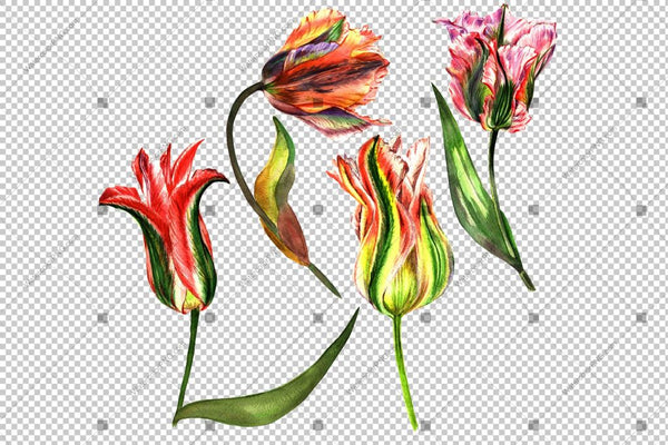 Pink Tulip Flowers Watercolor Png Flower