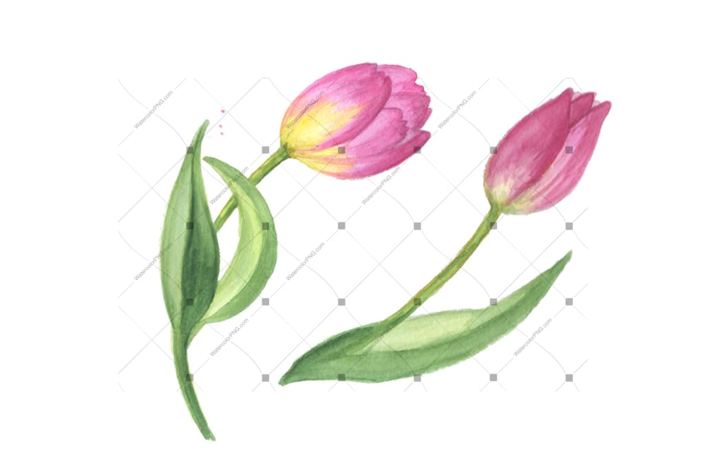 Pink Tulip Png Watercolor Design Set Flower