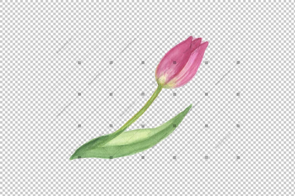 Pink Tulip Png Watercolor Design Set Flower