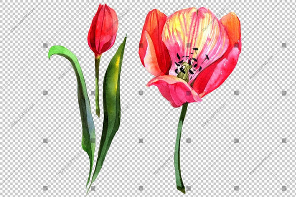 Pink Tulip Watercolor Flowers Png Flower