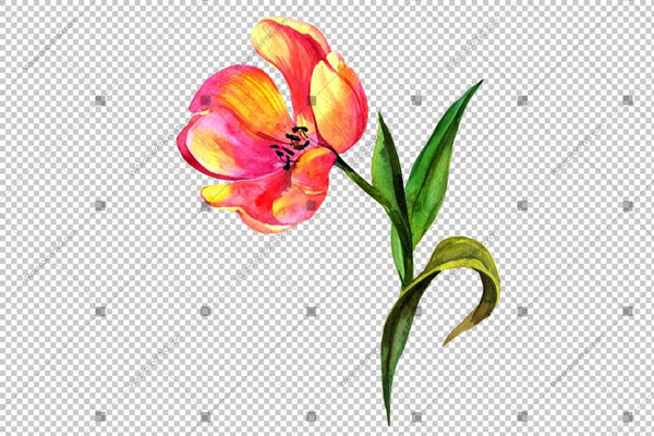 Pink Tulip Watercolor Flowers Png Flower