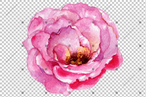 Pink Watercolor Rose Flower Png Flower