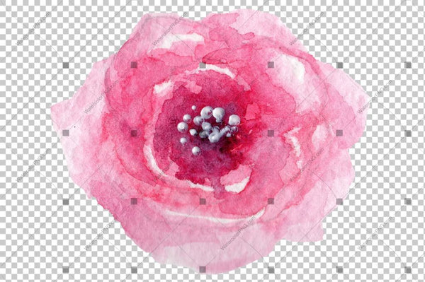 Pink Watercolor Rose Flower Png Flower