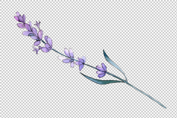 Plant lavender watercolor png Flower
