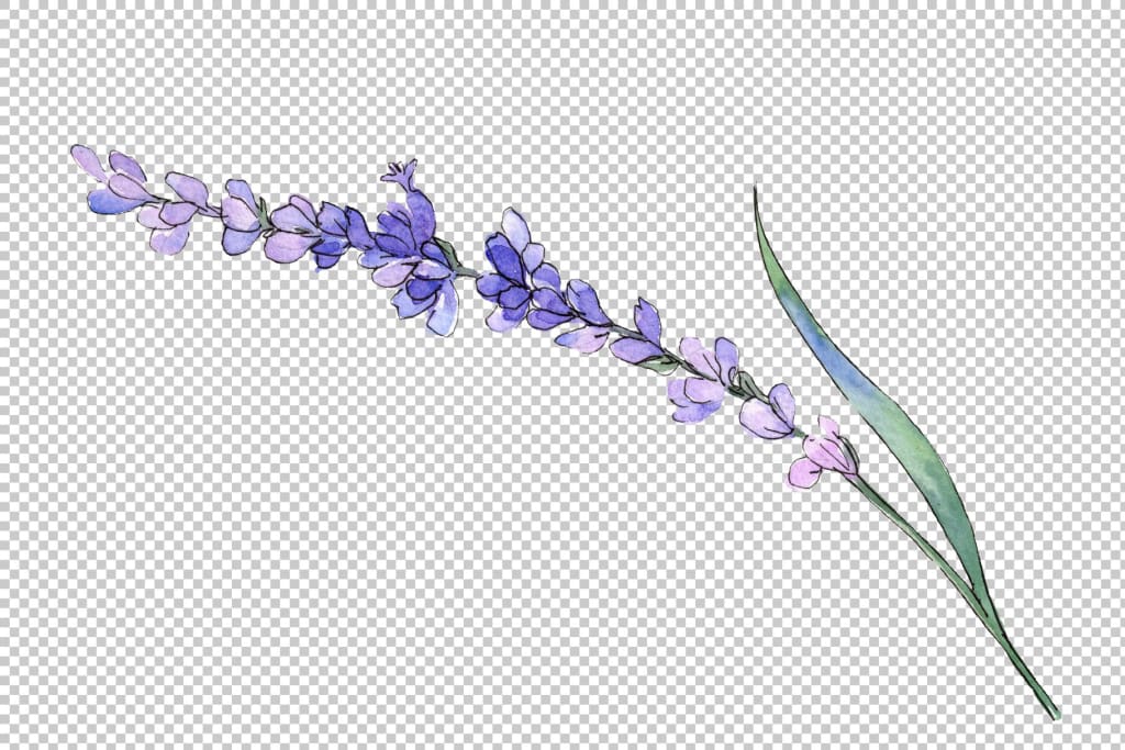 lavender plant png Plant lavender watercolor png – WatercolorPNG