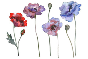 Poppy 1 Watercolor png Flower